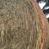 126 x Rye Grass Mix Hay 4x4 Rolls + Freight