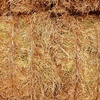 70mt Vetch Hay 620kg 8x4x3 Bales