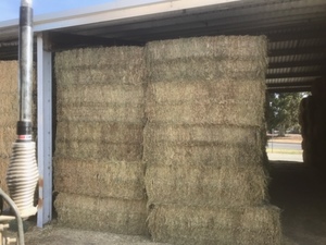 200 ton 2nd cut lucerne hay