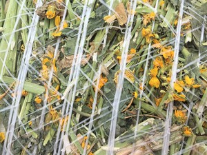 Canola Hay Round Rolls 5 x 4 (High Protein)