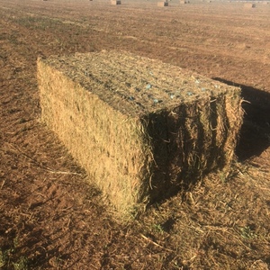 Vetch Hay