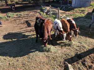 8 x Pure Bred Registered Illawarra Heifers