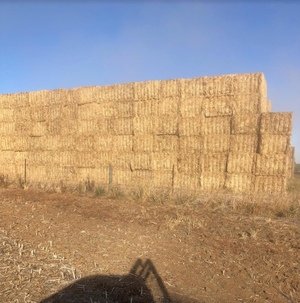 120mt Barley Straw 8x4x3 Bales