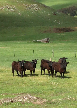 26 EU accredited angus heifers 12 months old