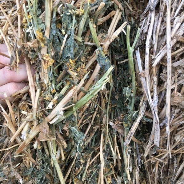 Canola hay