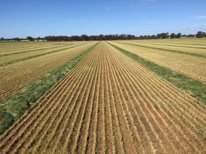 Fine Chopped and Baled Wheaten Silage PRICE REDUCTION