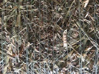 Wheat, Vetch and pasture hay