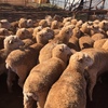 270 1st Cross Border Ewes (Jan18 drop)