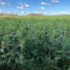 500mt Top Quality New Season Vetch Hay