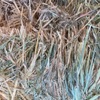 Wheaten Hay 8x4x3 Bales
