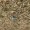 Wheat/Rye Hay