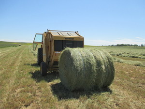 Hay For Sale Large Rounds