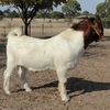 FULLBLOOD BOER BUCK KIDS - REGISTERED