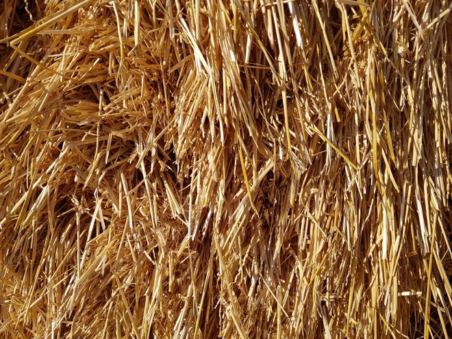 Organic Wheaten Hay 8 x 4 x 3 Bales