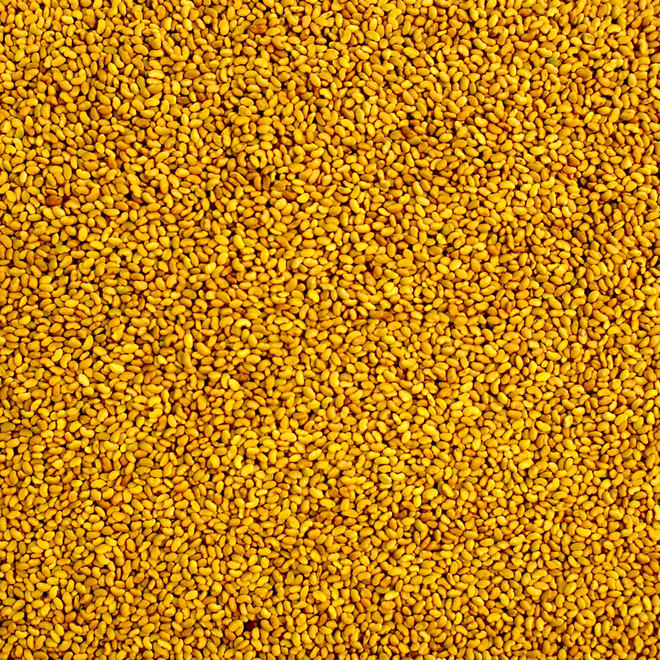 200kg Aurora Lucerne Seed - STILL AVAILABLE AS OF 1/12/2019