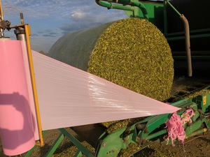 Precision chopped canola silage  