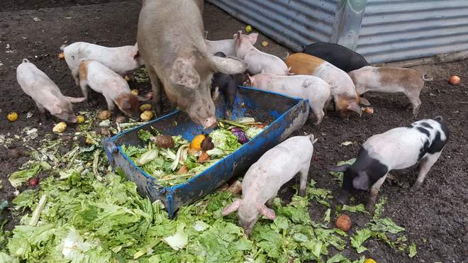 Lot sale = 11 x 8 week old pigs