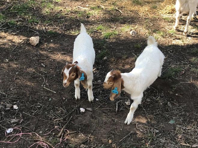 Boer Goat wethers hand reared