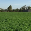 Organic Lucerne hay for sale