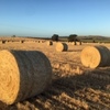 Wheaton Hay Round Bales