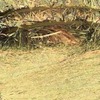 Horse Quality Oaten Hay in Compressed Small Bales