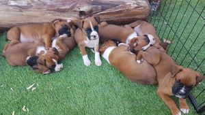  wonderful litter Boxer Puppies freight available..