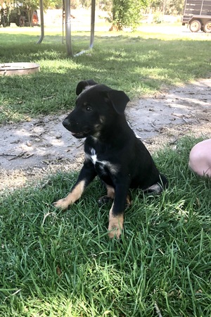 Kelpie Pups 