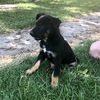 Kelpie Pups 