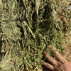 200mt New Season Vetch Hay 8x4x3 Bales
