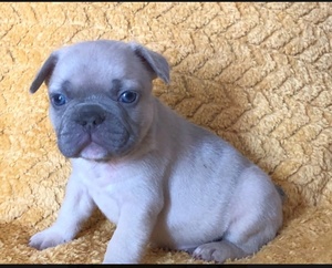 Trained French bulldog puppies available Now 