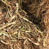 Balansa Clover Hay 8x4x3 Bales