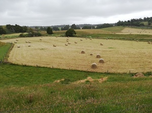 140 x Pasture Hay 5x4 Rolls
