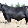 Adamluca Angus Bull Sale 26th Feb 2021