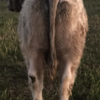 Murray Gray/Square Meater Yearling Bull