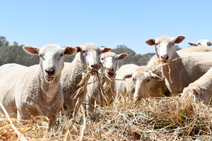 Wheaten Hay Round Rolls 5 x 4 