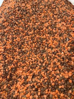 Feed Lentils - Colour Sortex Rejects and Screenings