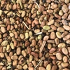 Faba Beans etc ****Price Reduction****