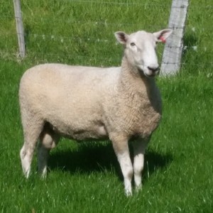 Border Leicester rams