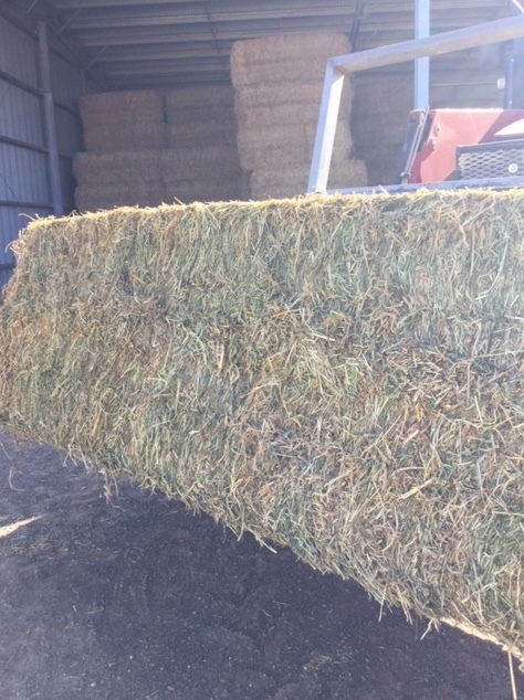 70mt Vetch Hay 600kg+ 8x4x3 Bales