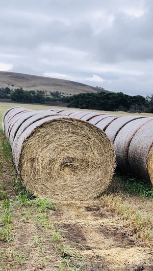 Rye Grass Round Bales