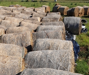 Non bearded wheaten hay
