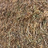 Vetch Hay 8x4x3 XD bales (Shedded)