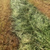 EOI Barley Hay 225ac super conditioned