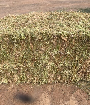 Clover Hay