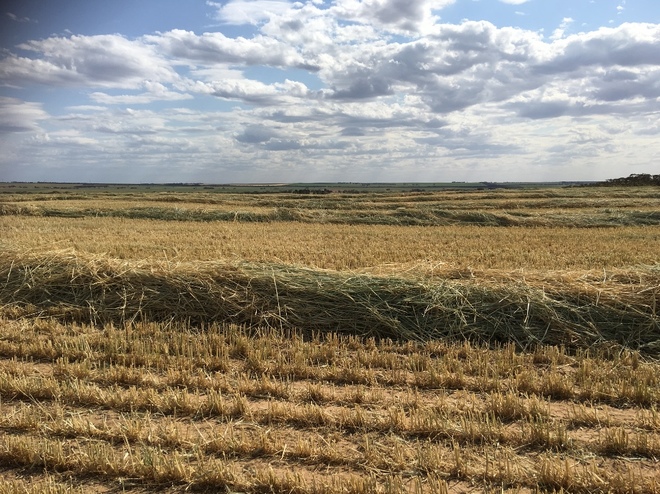 Cereal Rye Hay 8x4x3 Bales 2 x B Double Load (128 Bales)