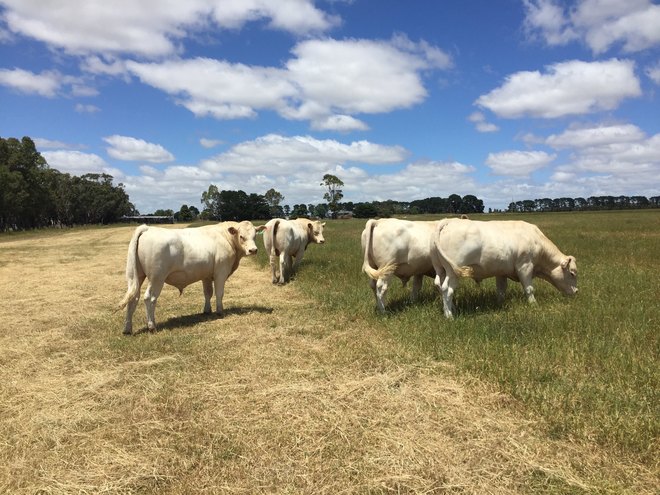 Charolais Bulls Stud Bulls 