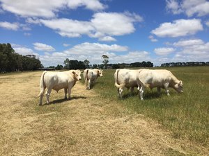 Charolais Bulls Stud Bulls 