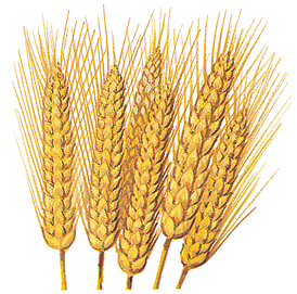 Wheat Seed Kiddyhawk 