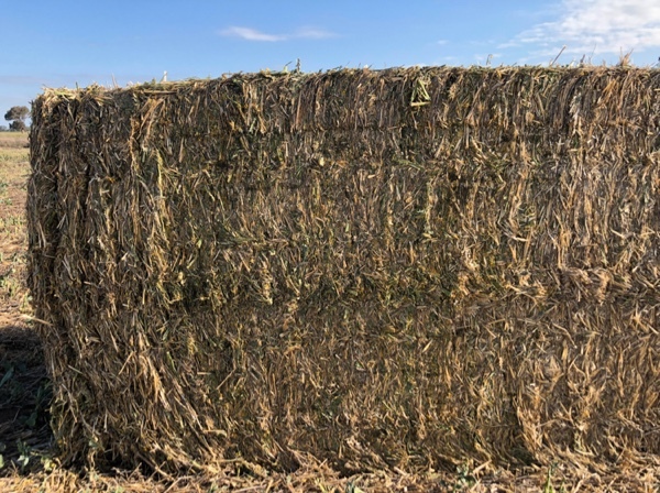 Canola Hay 500-600kg 8x4x4 Bales