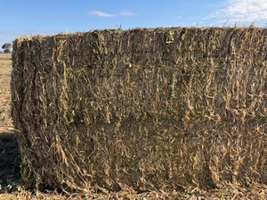 Canola Hay 500-600kg 8x4x4 Bales